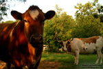 Dad's Cows - Photography by Lon Casler Bixby - Copyright - All Rights Reserved - www.LCBPhotography.com