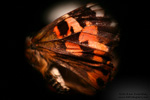 Conversations with a Butterfly - Wing - Photography by Lon Casler Bixby - Copyright - All Rights Reserved - www.LCBPhotography.com