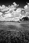 Round Bales - Series - Texas, 2014 - 0352 - Photography by Lon Casler Bixby - Copyright - All Rights Reserved - www.neoichi.com