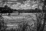 Round Bales - Series - Texas, 2014 - 0361 - Photography by Lon Casler Bixby - Copyright - All Rights Reserved - www.neoichi.com